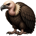 Corbeau, Play Whe mark 11